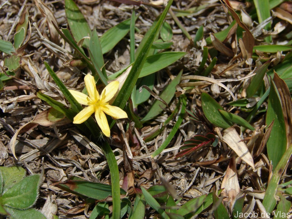 Curculigo orchioides Gaertn.